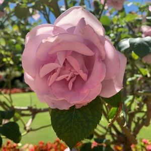 Meet your Posher, Karen